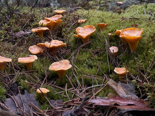 Frische Pfifferlinge im Wald für die aktuelle Wochenkarte im Ristorante Rialto Vallendar