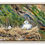 Thumbnail: White seabirds rest in a nest of golden dried grasses against a painterly background of greens and blues in a natural frame