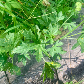 Musk Mallow Poultice