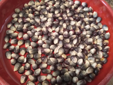Grinding blue corn into meal and flour