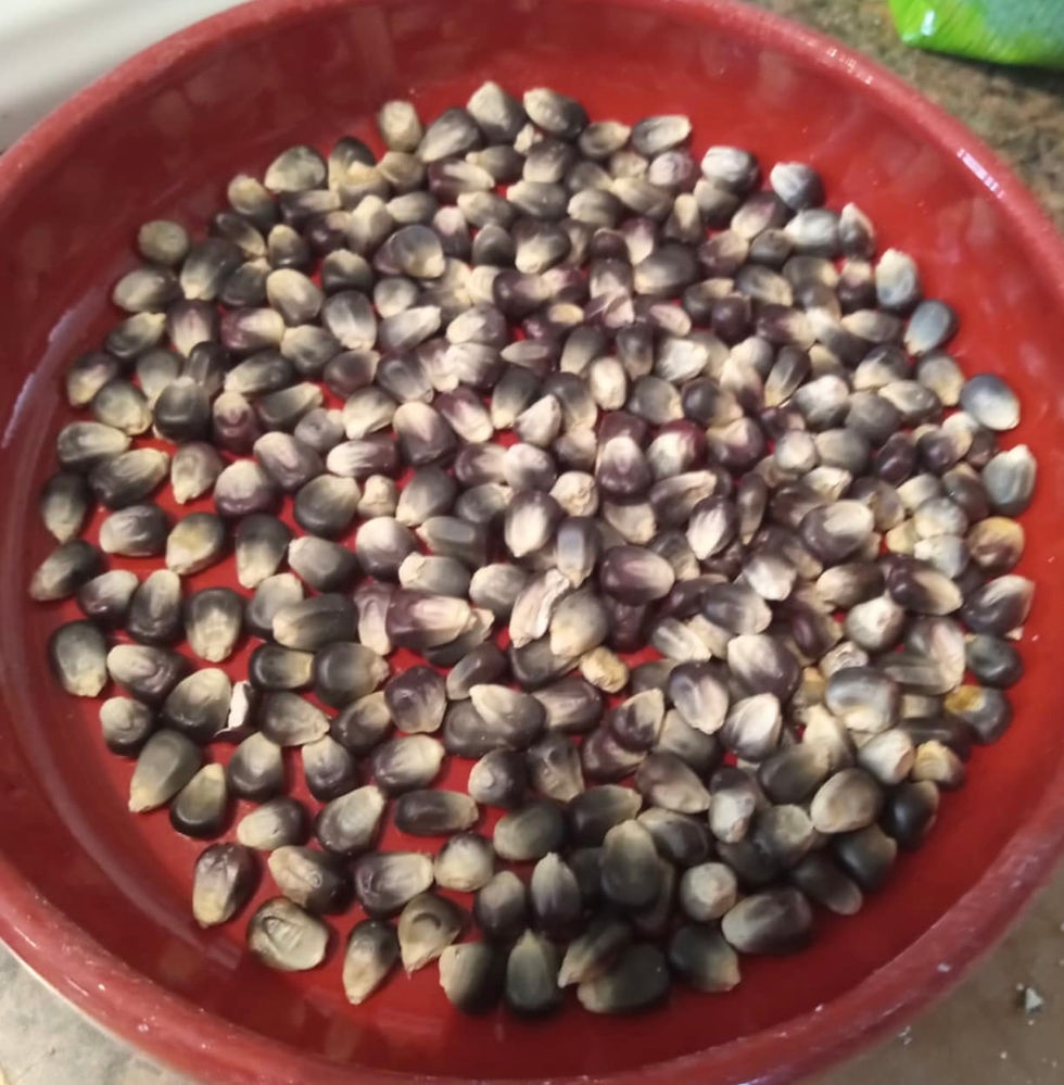 Blue corn