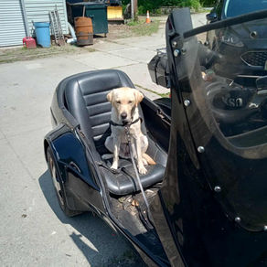 Dog training for a motorcycle 
