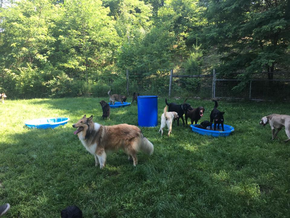 Home Royal Pet Resort