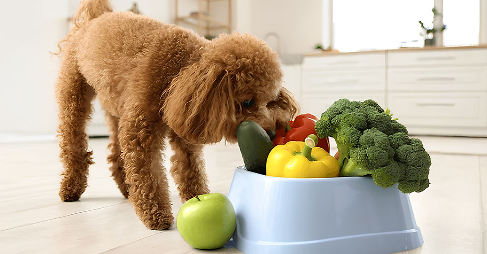 Chien marron dans la cuisine qui mange dans sa gamelle remplie de légume et de fruit