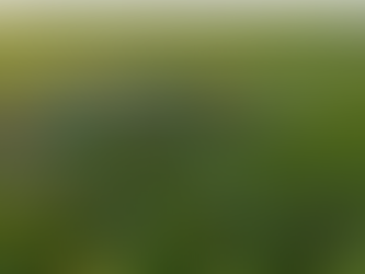 Οργανικό Φαγητό