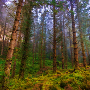 Loch Ard Forest in Scotland