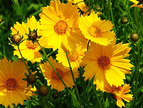 Coreopsis grandiflora.jpe