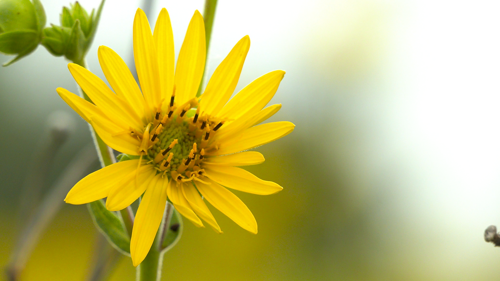 Exterior image of yellow prairie flower