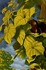 63Ktp9CF_060218103632lola.jpg