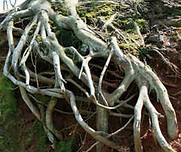 6556n-Cave.jpg