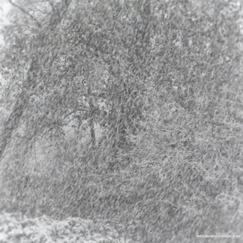snowy-forestcover.gif