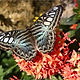 The_Butterfly_Rainforest_at_the_Florida_