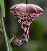 Beautiful flowers - My Garden.jpg