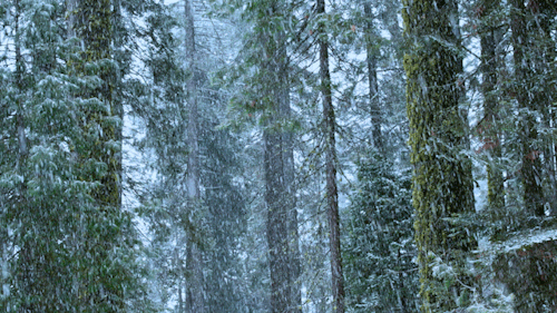 snowrealm.gif