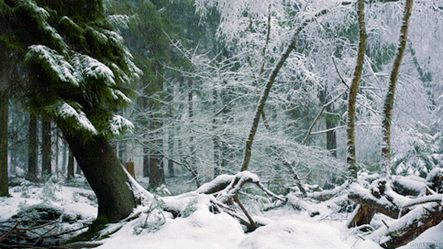 snowyforest-realm.gif