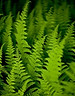 Bracken-amongst-theFoLorn~gulley~.jpg