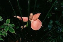 Cyclanthus bipartitus.jpg