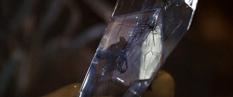 9809090giphy.gif