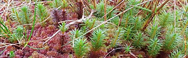 Sphagnum6.jpg
