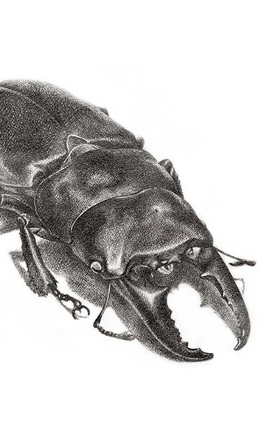 Drawing in Monochrome.jpg