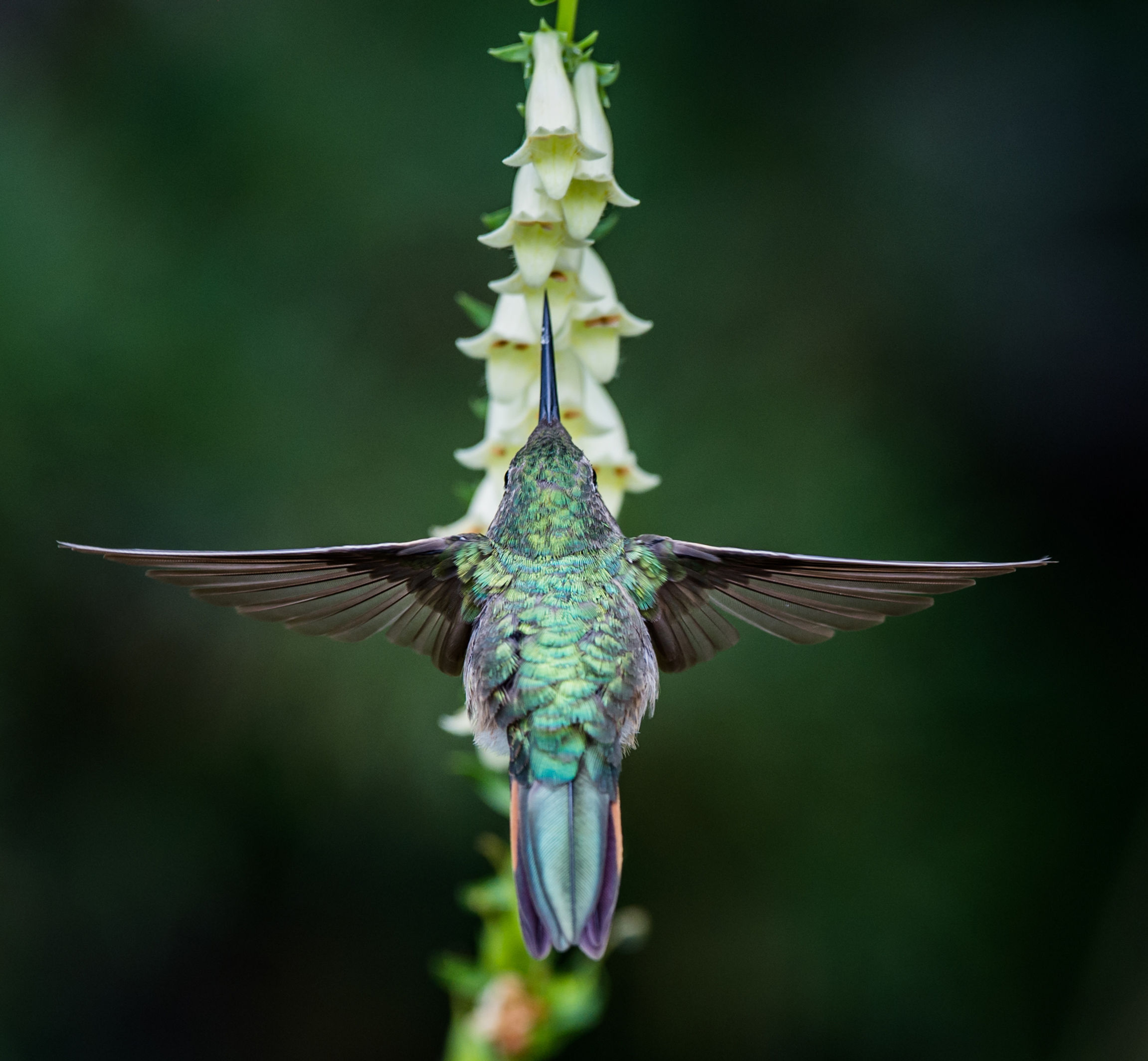 BROAD TAILED HUMMINGBIRD