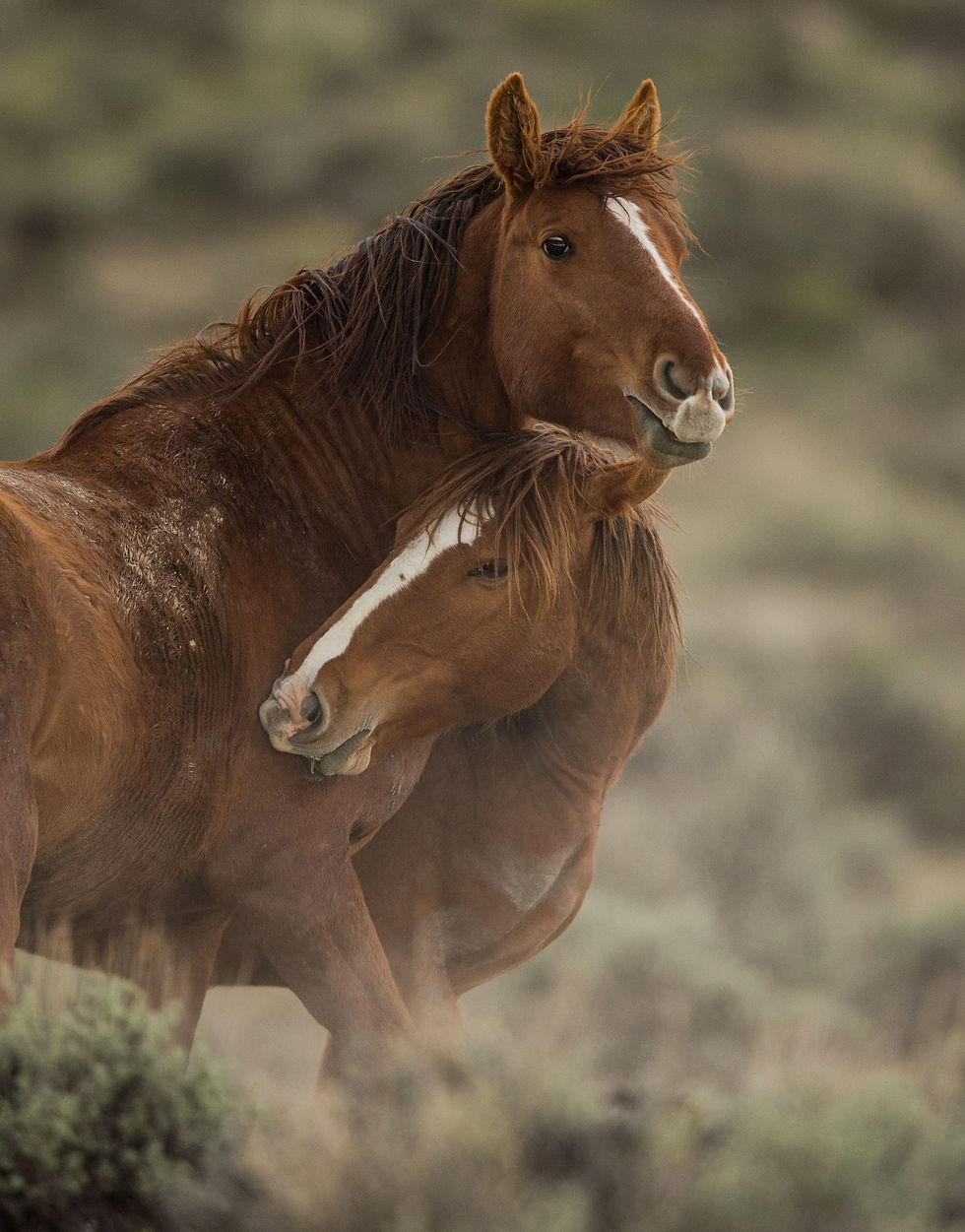 WILD MUSTANGS