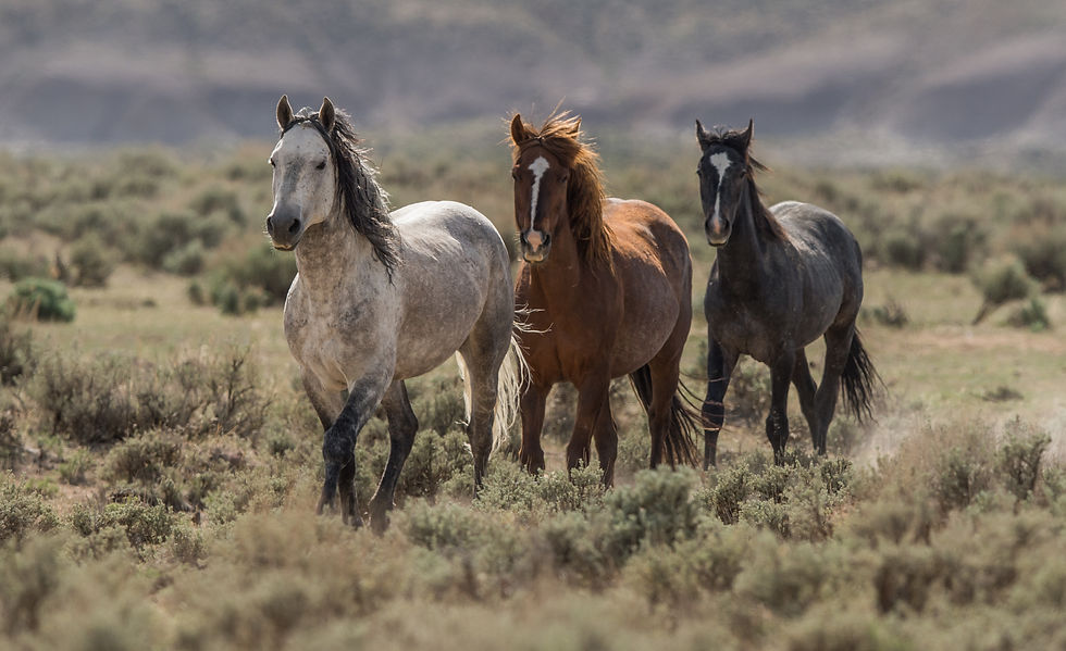 WILD MUSTANGS