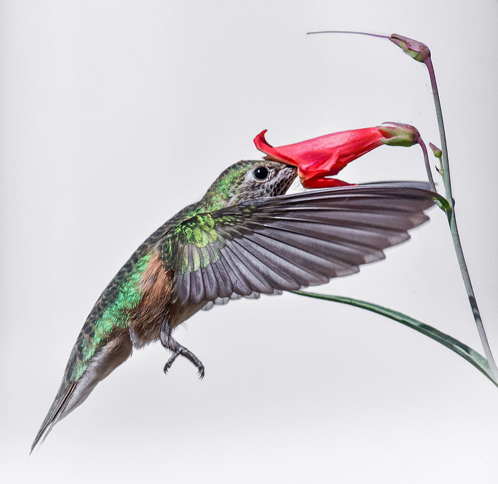 BROAD-TAILEDHUMMINGBIRD