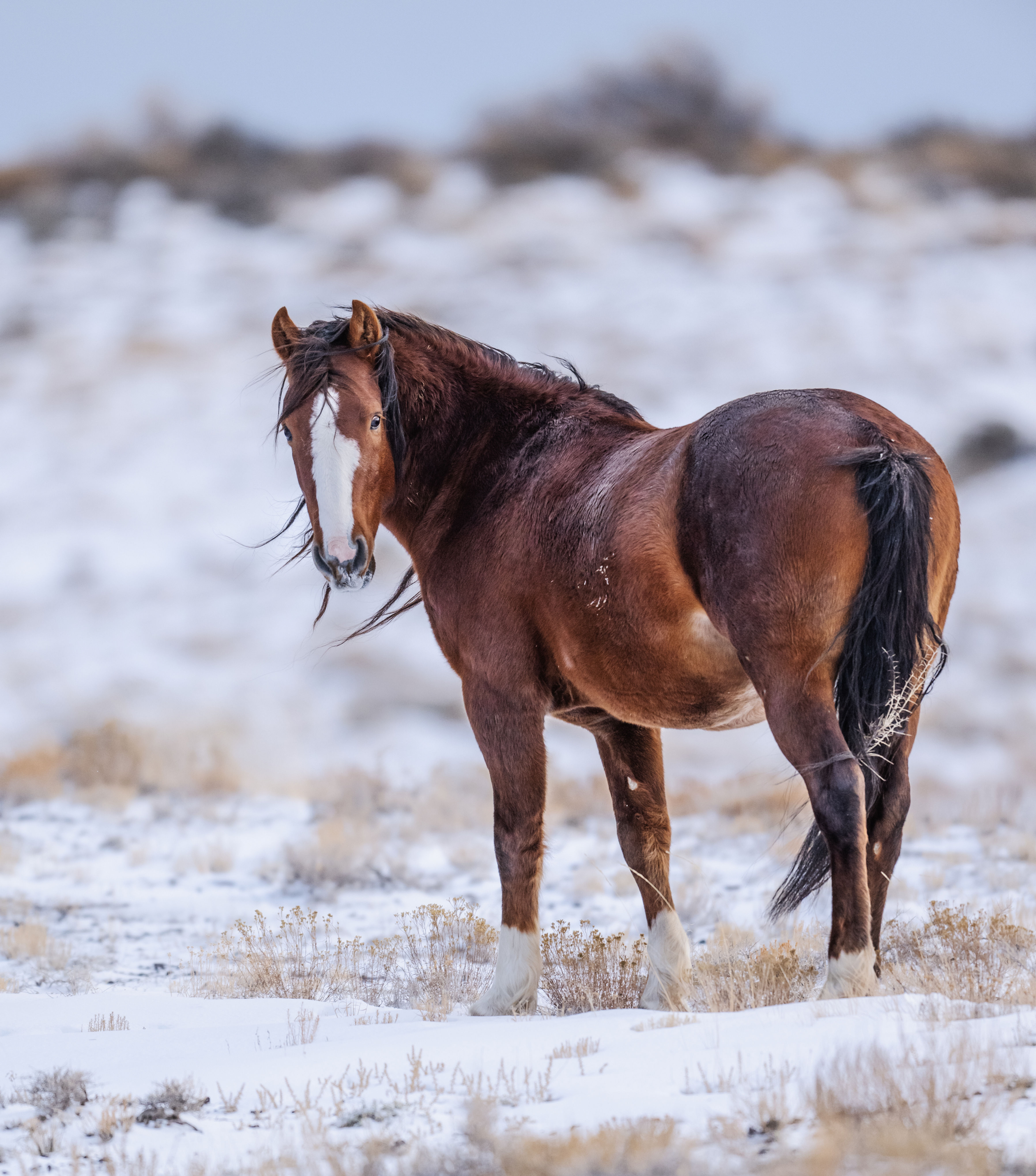 Wild Winters Patchouli