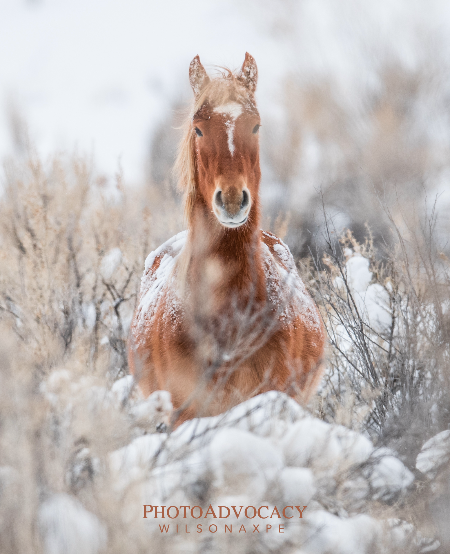 WILD WINTERS : Luxor