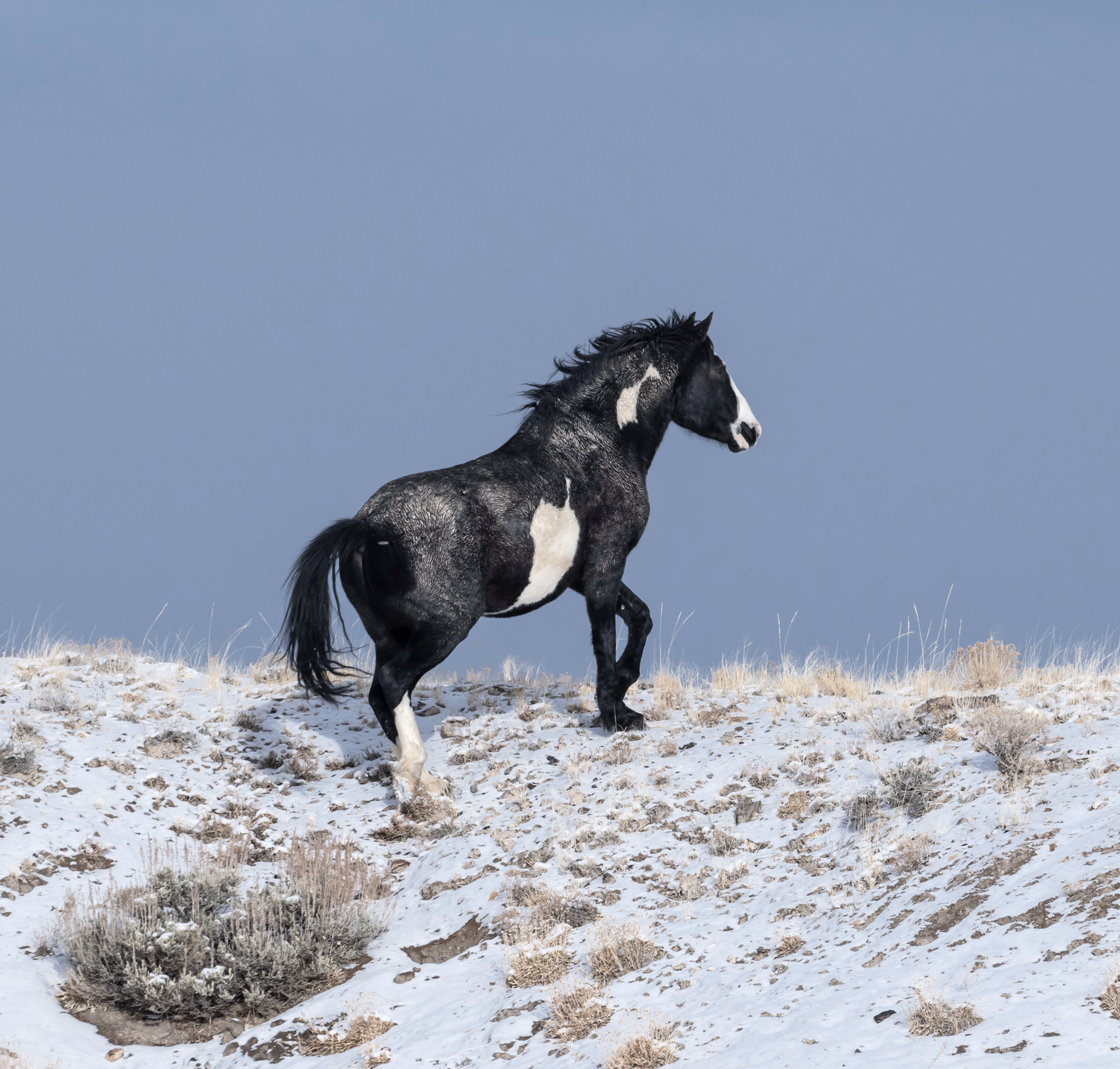 Wild Winters Stryker