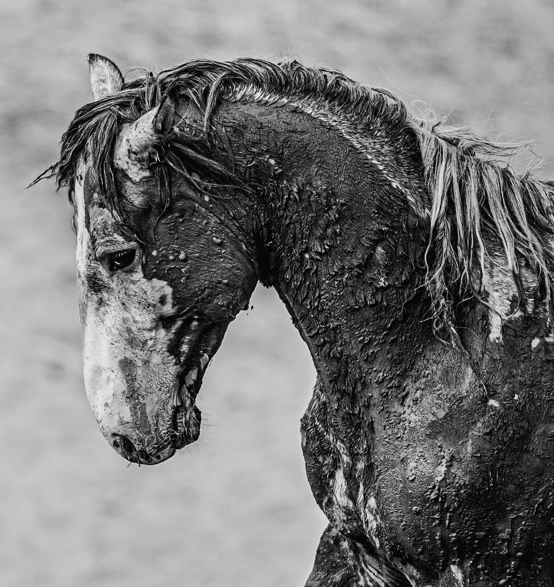 DIRTY DOZEN (11) WAR PAINT