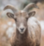 YOUNG BIGHORN
