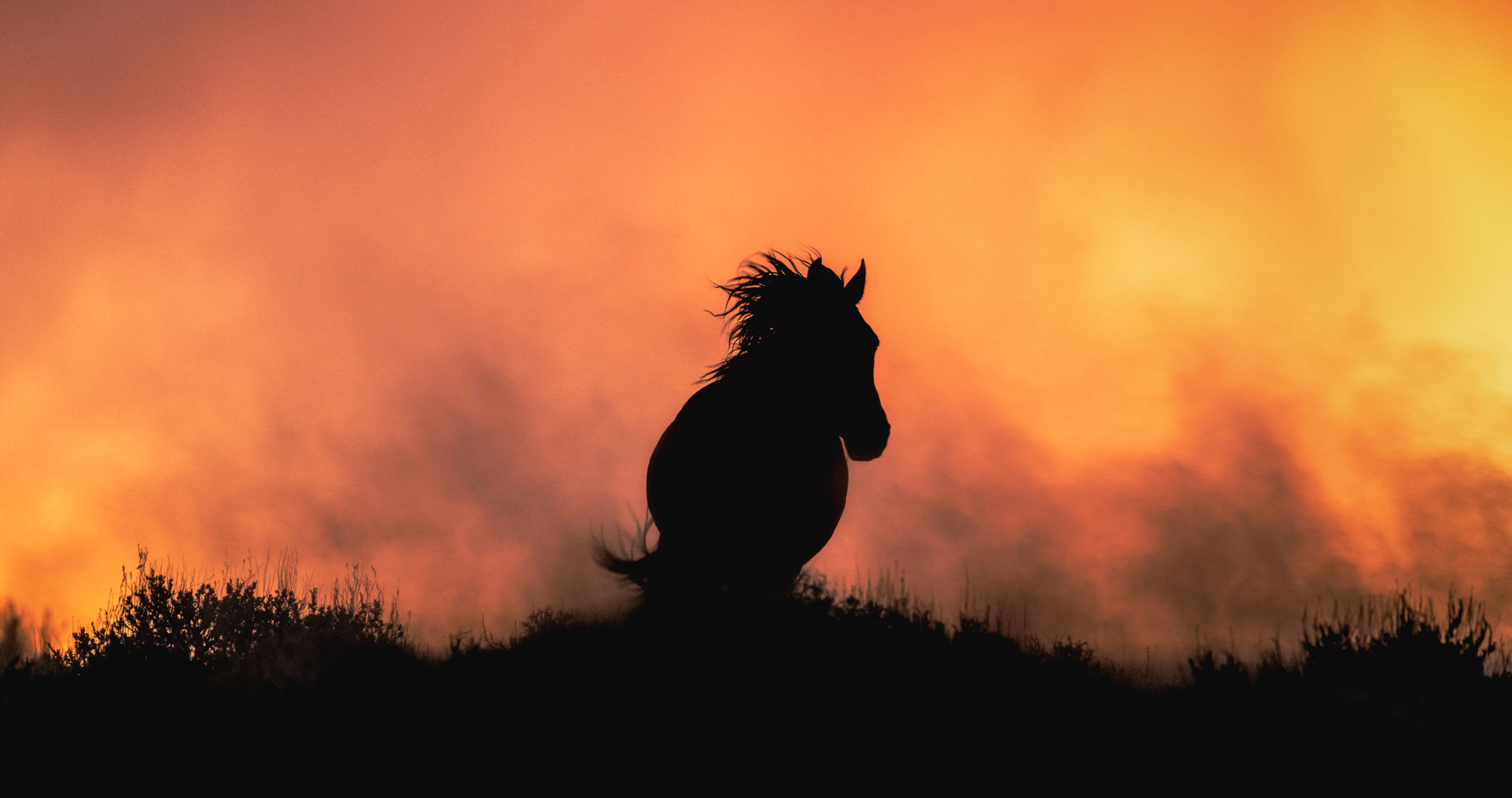 The AWHC Freedom Collection (script free #10)