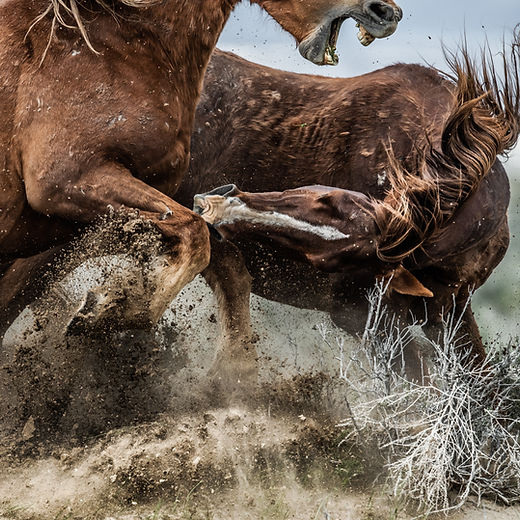 WILD HORSES | WilsonAxpe.com