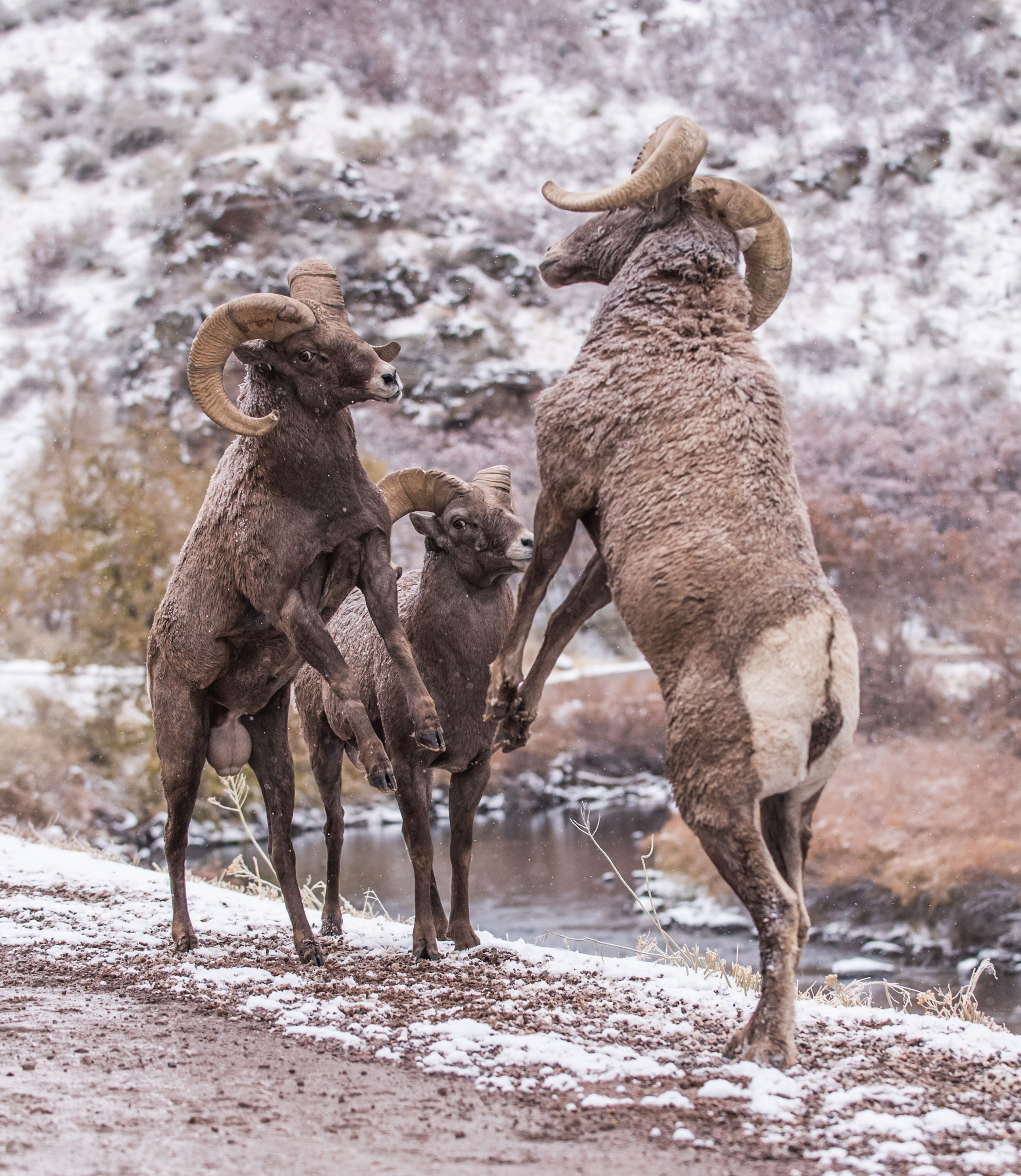 IT'S ALL KICKING OFF