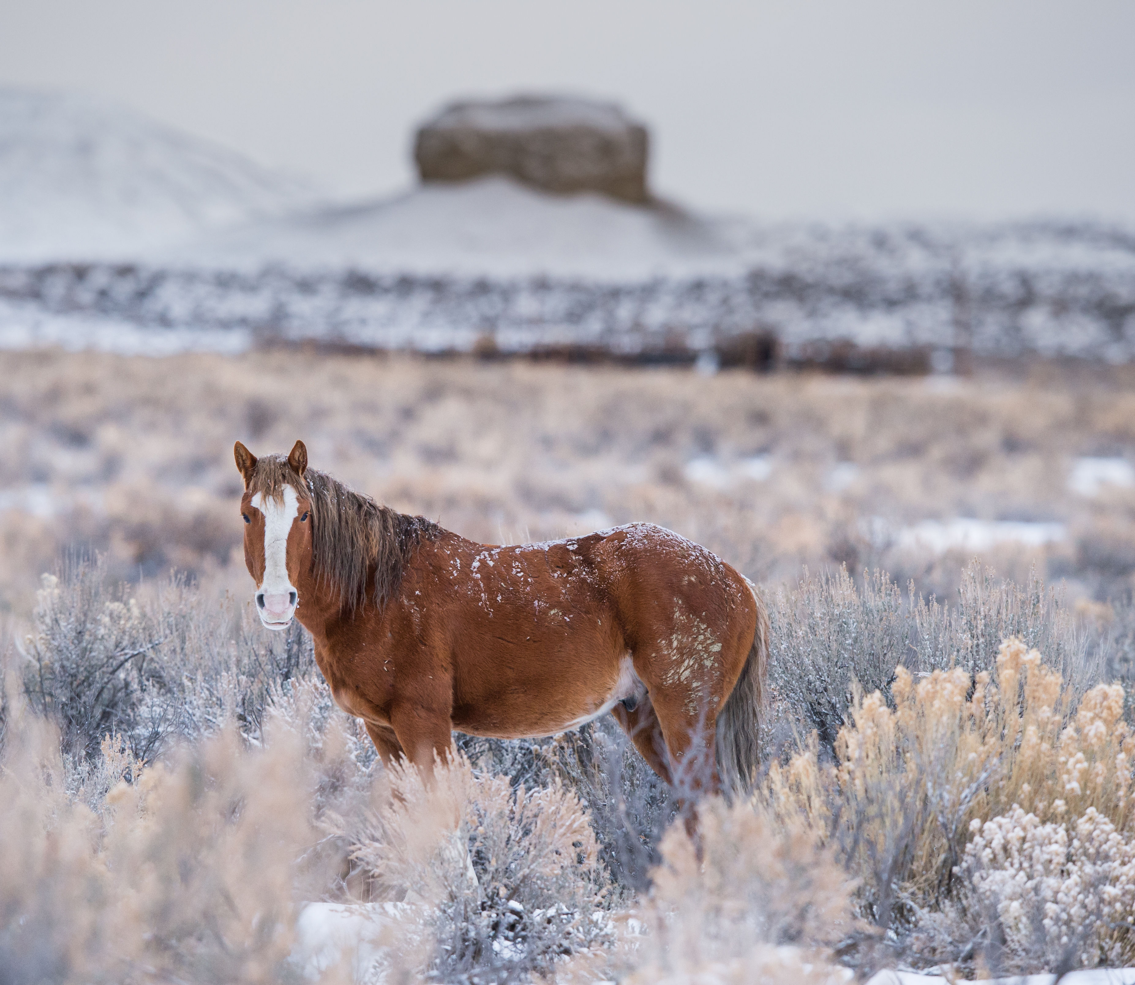 WILD WINTERS : Dasher