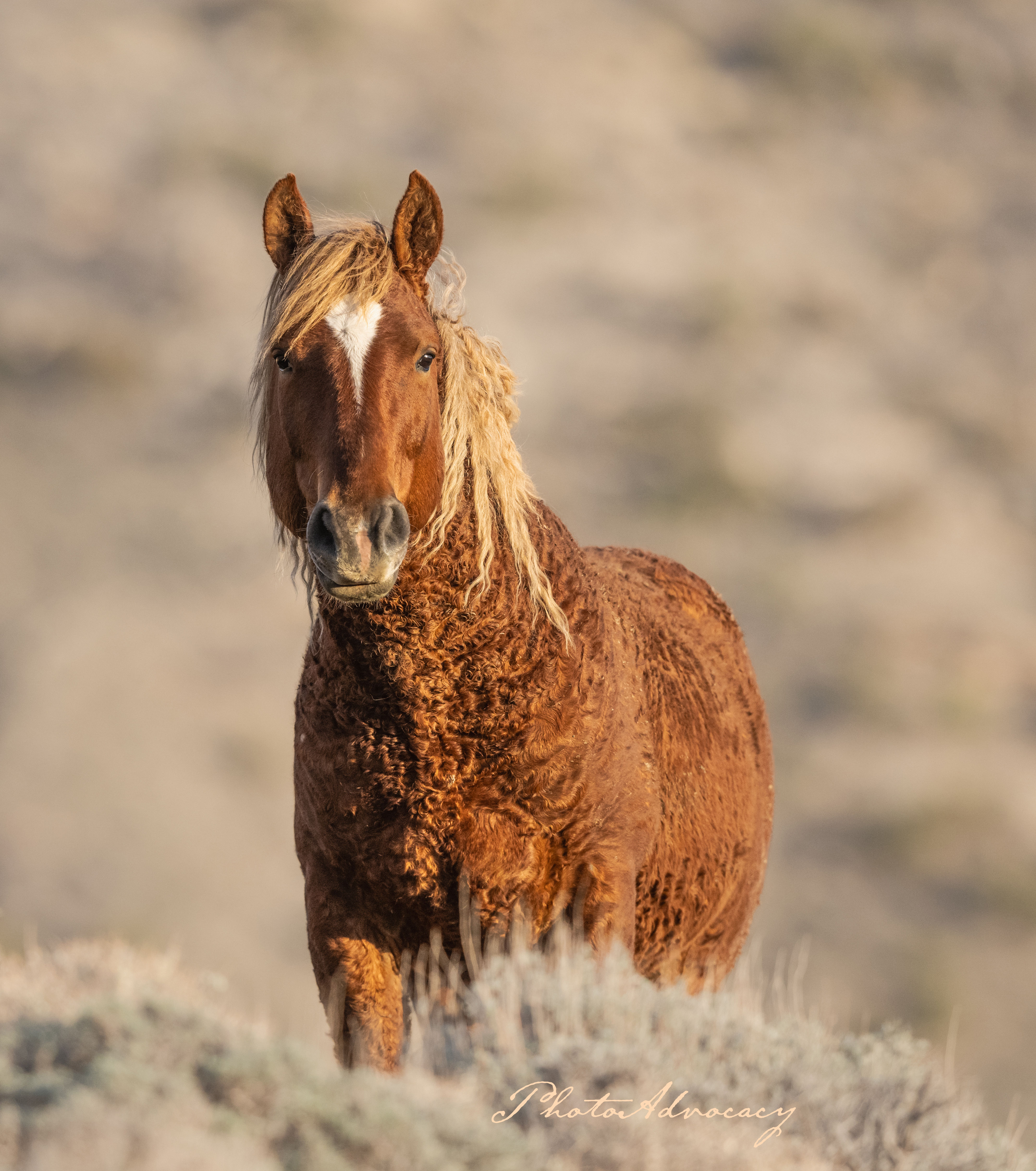 Red Curly, Wyoming