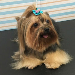 Adorei esse cabeleireiro!