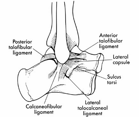 lateral ligaments.png