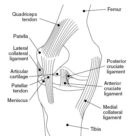 Knee_medial_view.gif