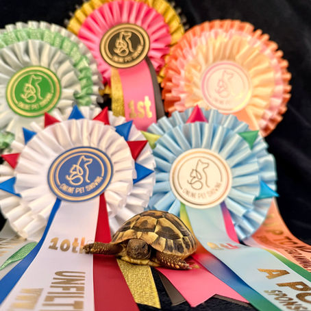 Online Pet Showing Points League 2026 | Earn Points & Win Rosettes