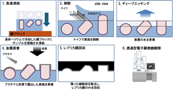 レプリカ説明.png