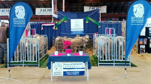 Belswick Merino Rams at a show