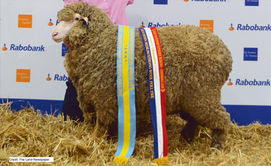 GSSM 2019 Poll Ewe