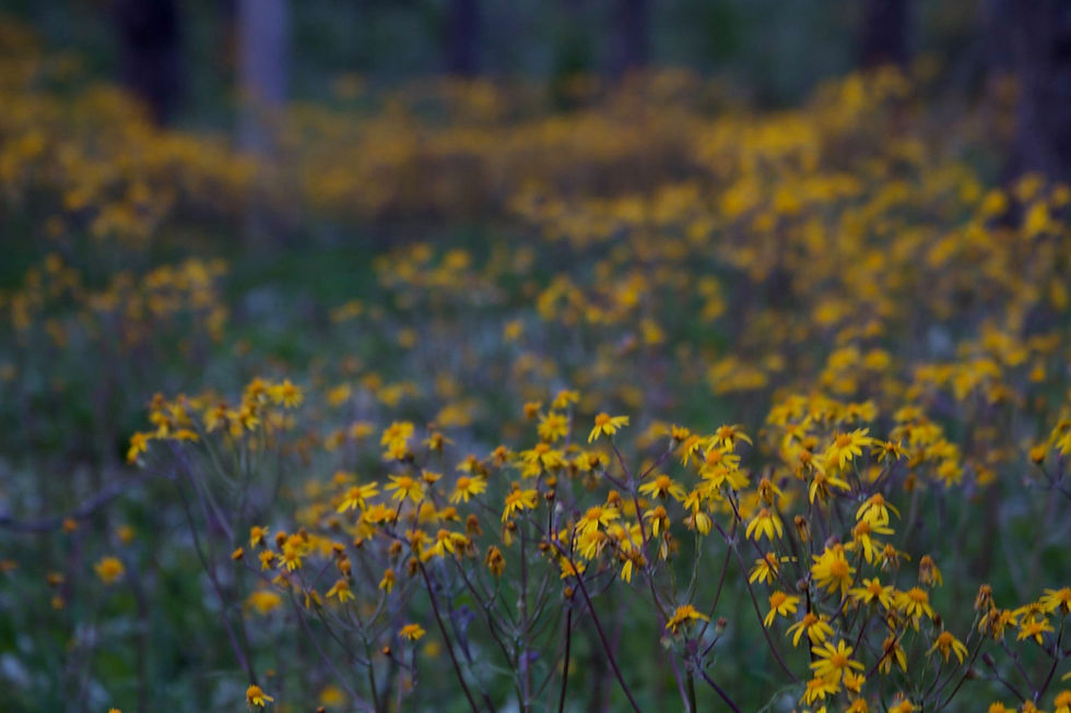 What Is Body Dysmorphic Disorder—and How Is It Different From Normal Appearance Concerns?