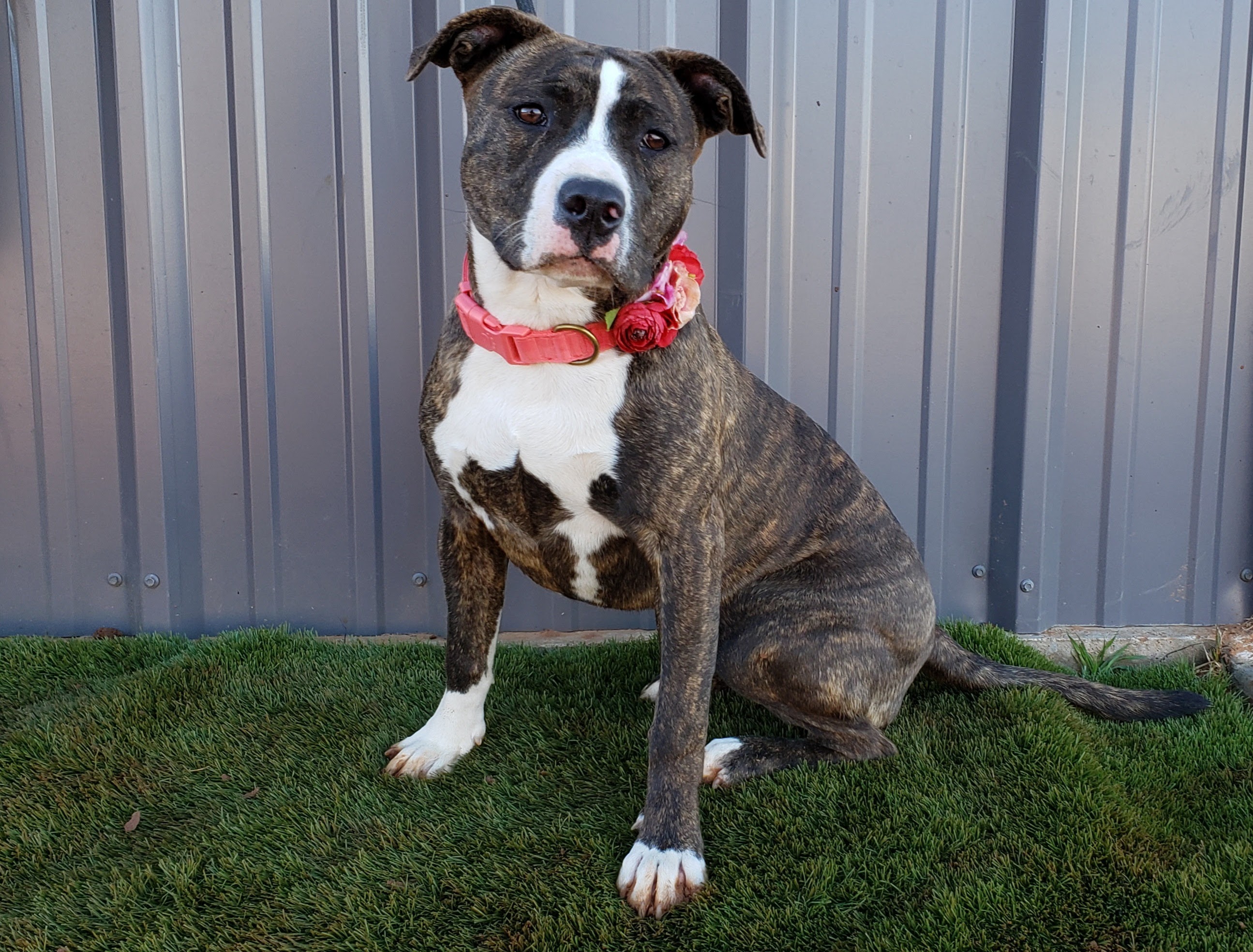 4 legged friends of lubbock Dog Rescue Lubbock Dog Adoption of Lubbock