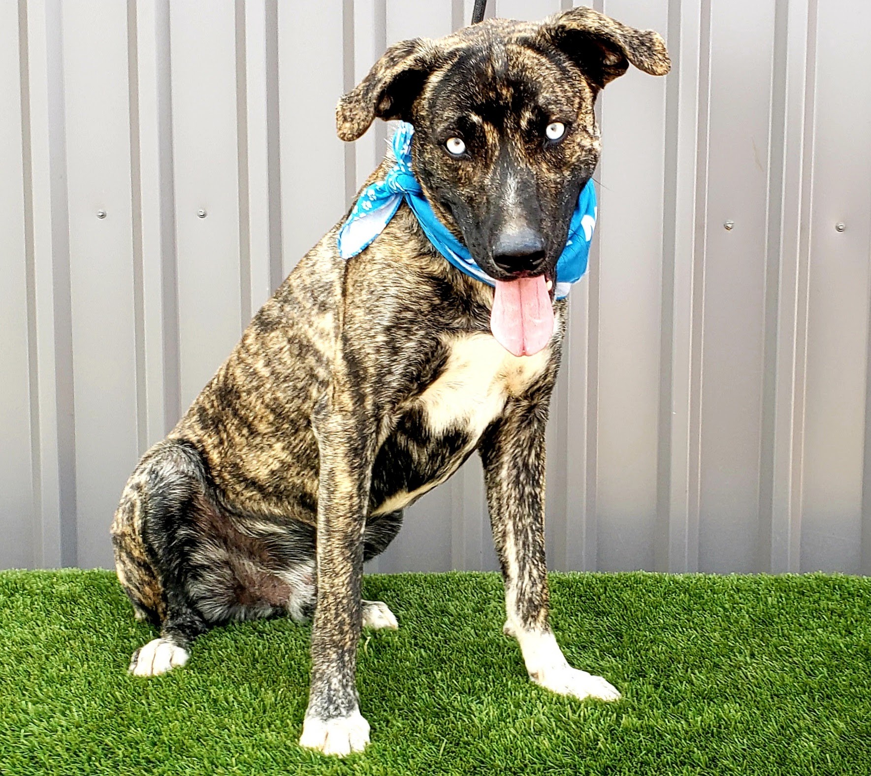 Lubbock Puppies 39 - z8pyckn
