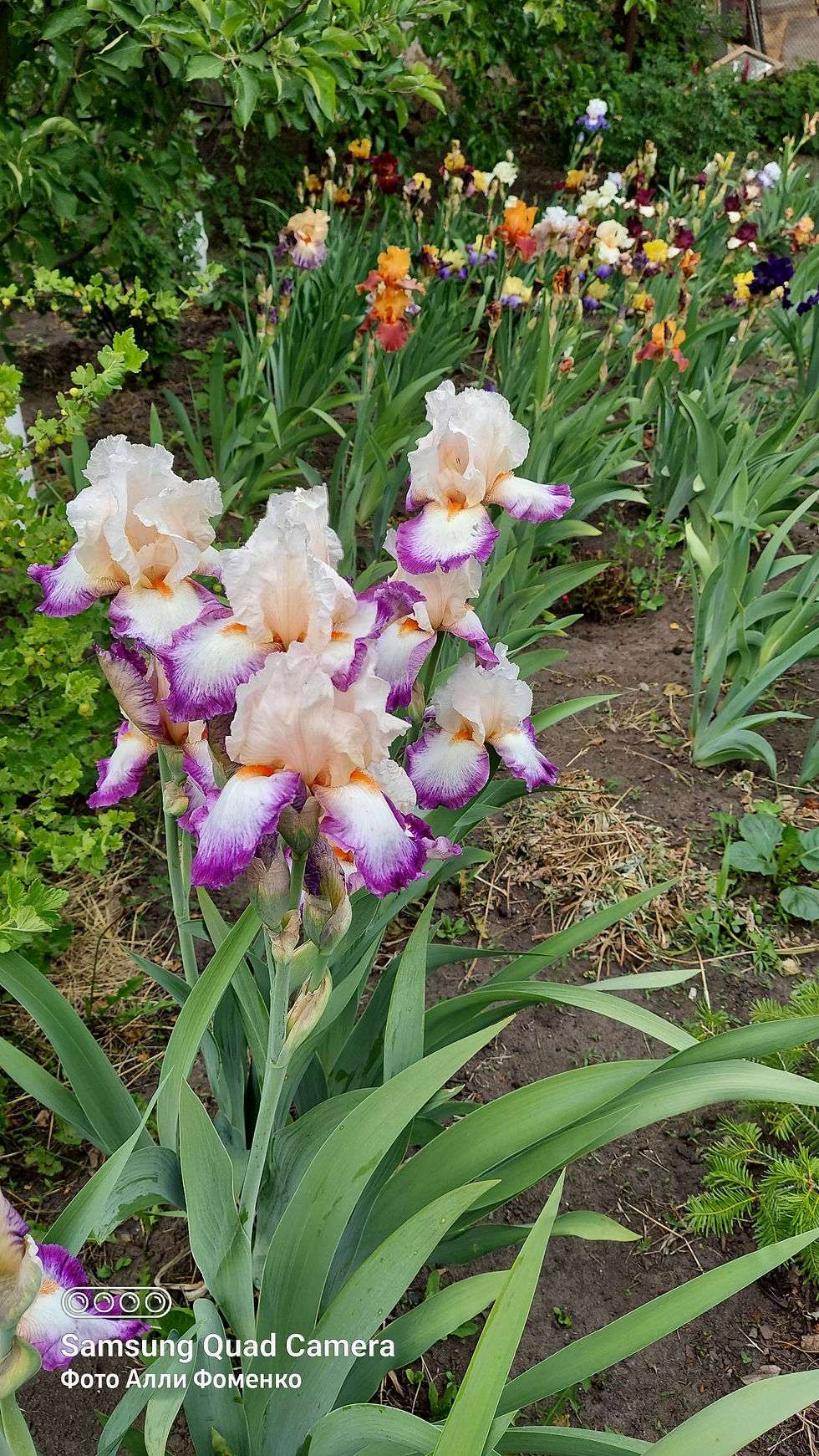 Миниатюра: Ірис  високий бородатий Queen's Circle (Квінс Сьокл)