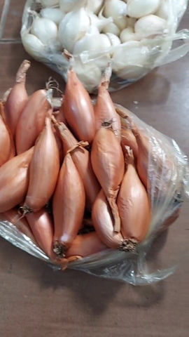 Прев'ю: Цибуля кущівка  шалот  Білий велетень 1 кг